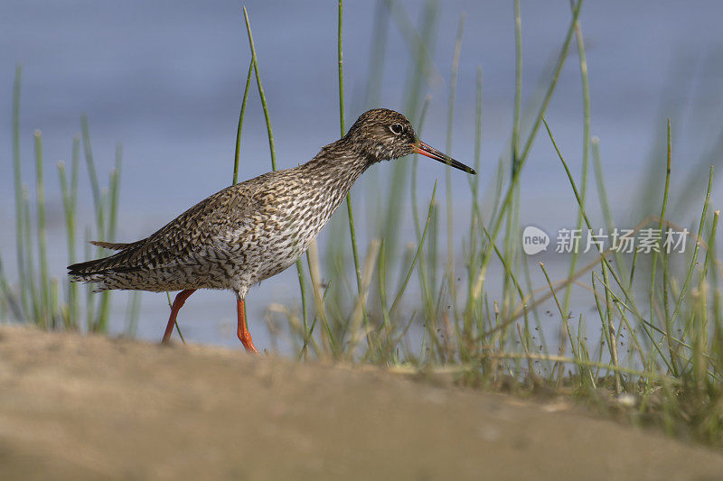 红脚蛇(Tringa totanus)